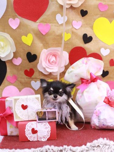 20230225プリンちゃん